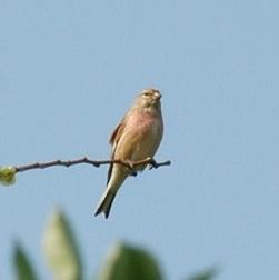 Common Redpoll