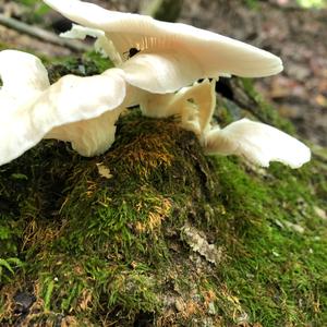 Oyster Mushroom