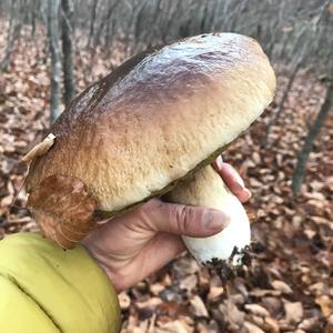 King Bolete