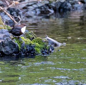 White-throated Dipper