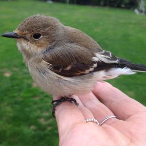 Eurasian Chaffinch