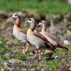 Nilgans