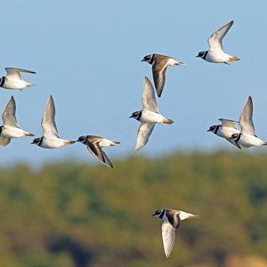 Common Ringed Plover