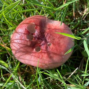 Tall Russula