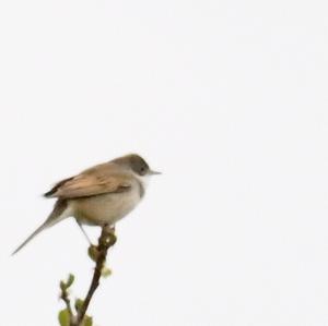 Common Whitethroat