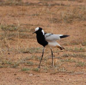 Blacksmith Lapwing