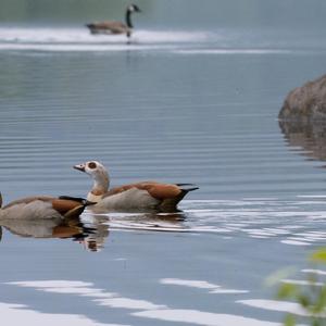 Egyptian Goose