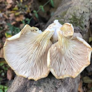 Oyster Mushroom