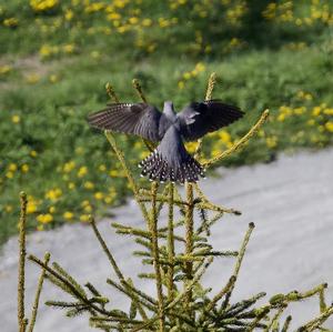 Common Cuckoo