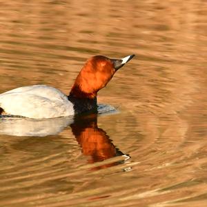 Common Pochard