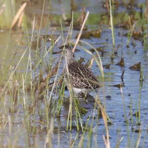 Wood Sandpiper