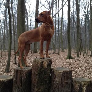 Rhodesian Ridgeback