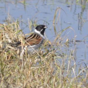 Reed Bunting