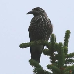 Spotted Nutcracker