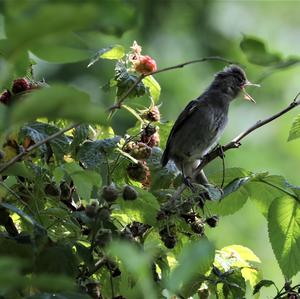 Blackcap