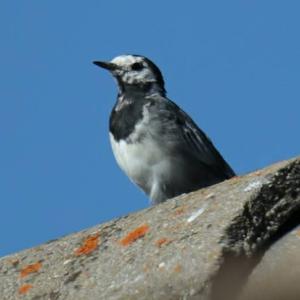 White Wagtail