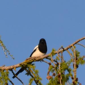 Black-billed Magpie