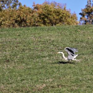 Grey Heron