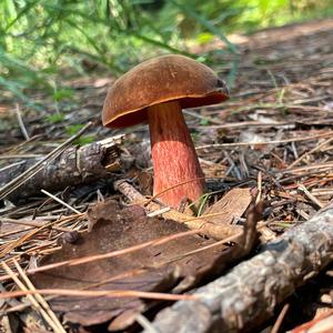 Satan`s Bolete