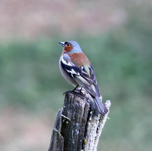 Eurasian Chaffinch