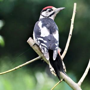 Great Spotted Woodpecker