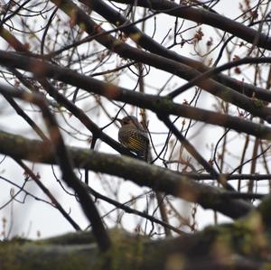 Northern Flicker