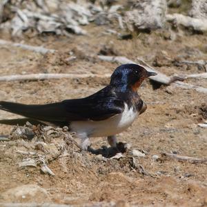 Barn Swallow