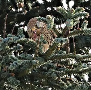 Common Kestrel