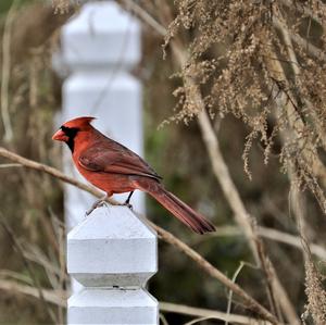 Northern Cardinal