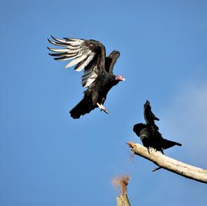 Turkey Vulture