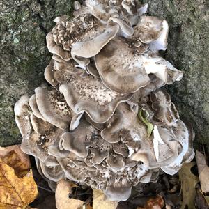 Hen-of-the-Woods