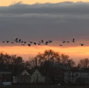 Snow Goose