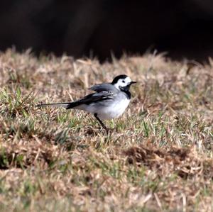 White Wagtail