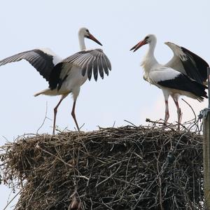 White Stork