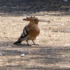 Eurasian Hoopoe