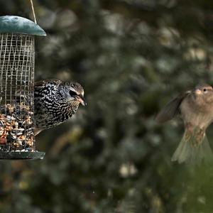 Common Starling