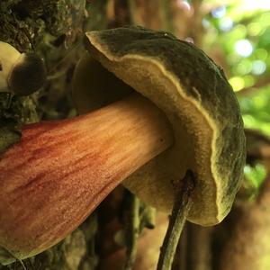 Red-cracked Bolete