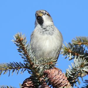 House Sparrow