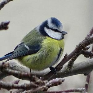 Blue Tit