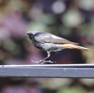 Black Redstart