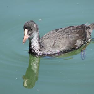 Bläßhuhn