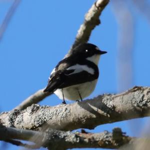 European Pied Flycatcher