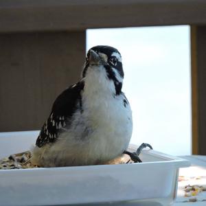 Hairy Woodpecker