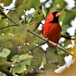 Northern Cardinal