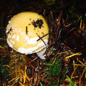 Gemmed Amanita