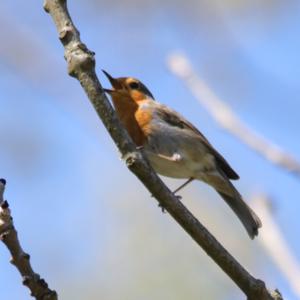 European Robin