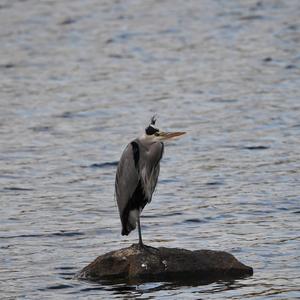 Grey Heron