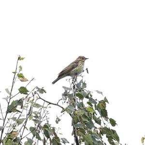 Tree Pipit