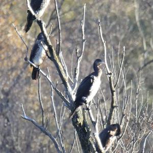 Great Cormorant