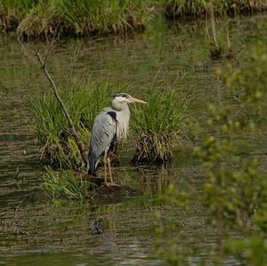 Grey Heron